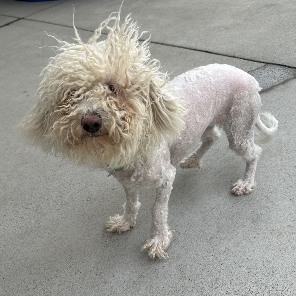 Paloma, an adoptable Mixed Breed in Hailey, ID, 83333 | Photo Image 3