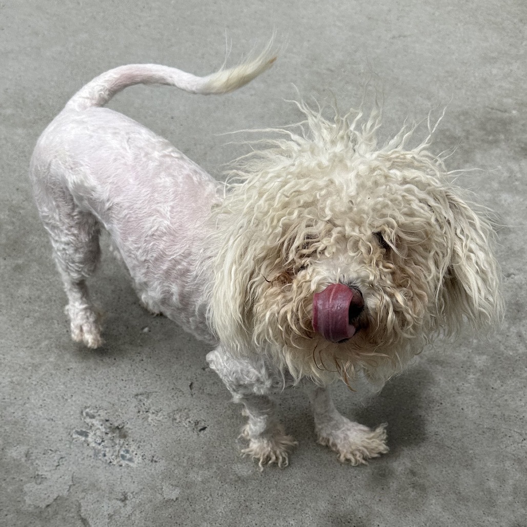 Paloma, an adoptable Mixed Breed in Hailey, ID, 83333 | Photo Image 4