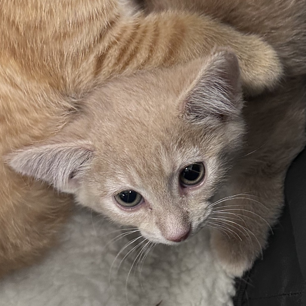 Fawn, an adoptable Domestic Short Hair in Hailey, ID, 83333 | Photo Image 1