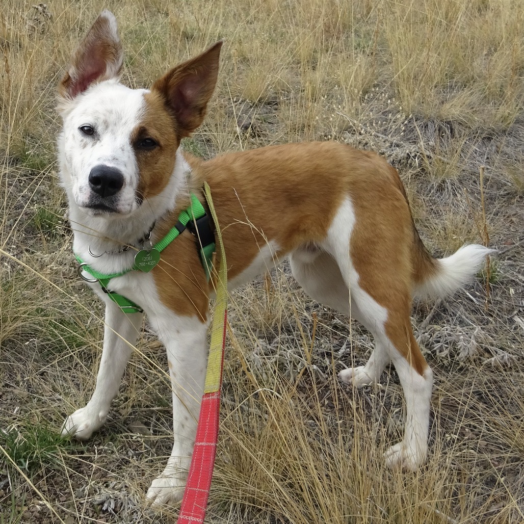 Marlin, an adoptable Mixed Breed in Hailey, ID, 83333 | Photo Image 1