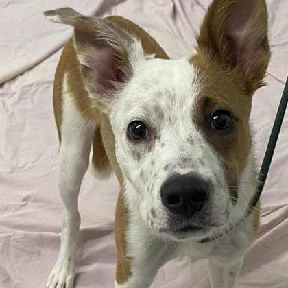 Marlin, an adoptable Mixed Breed in Hailey, ID, 83333 | Photo Image 2