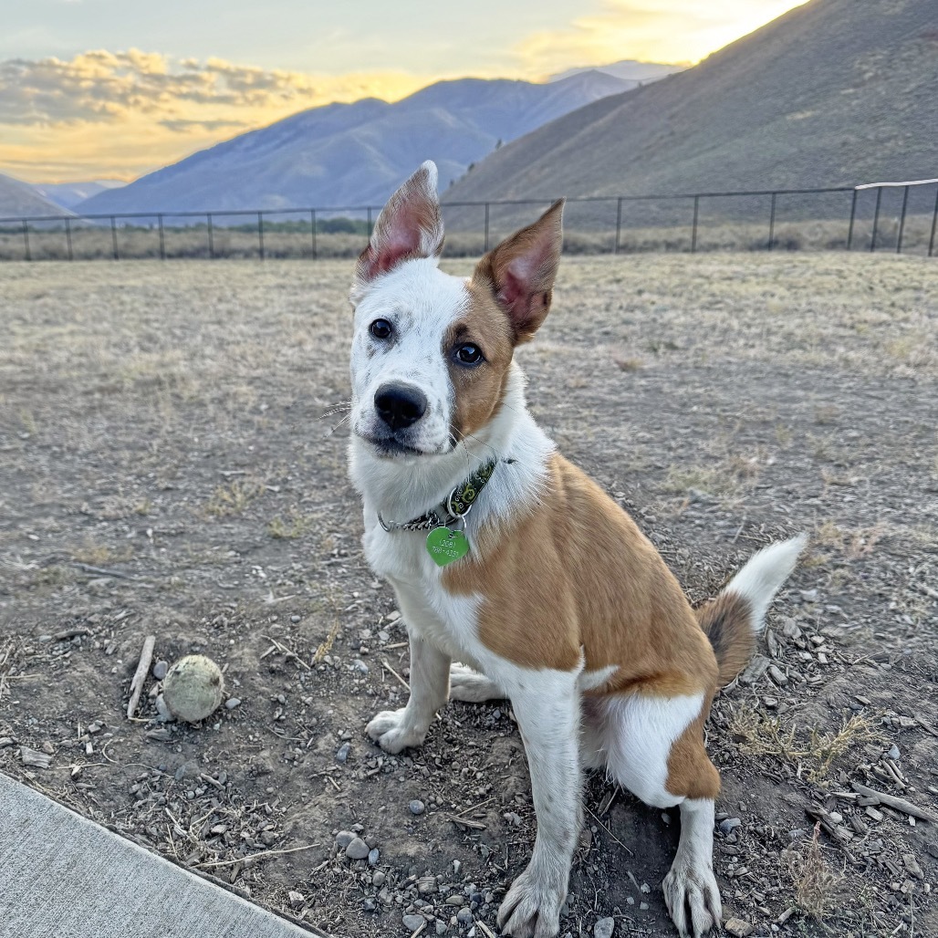 Marlin, an adoptable Mixed Breed in Hailey, ID, 83333 | Photo Image 3