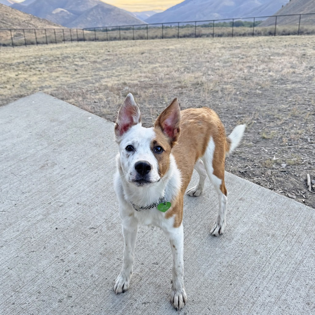 Marlin, an adoptable Mixed Breed in Hailey, ID, 83333 | Photo Image 4