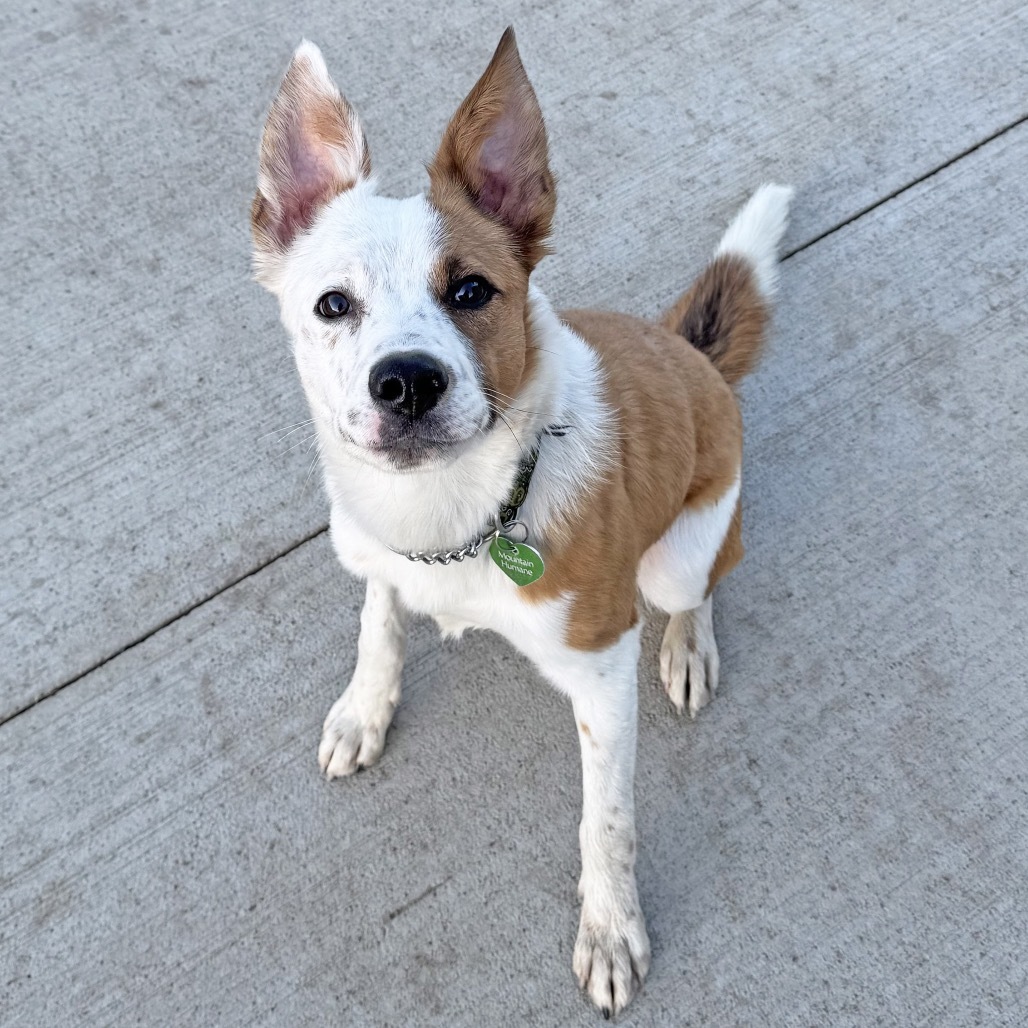 Marlin, an adoptable Mixed Breed in Hailey, ID, 83333 | Photo Image 5