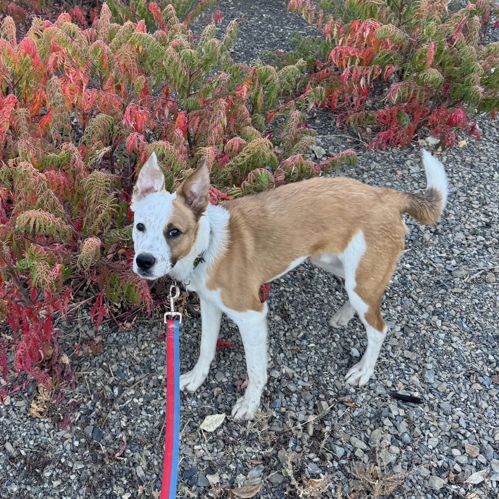 Marlin, an adoptable Mixed Breed in Hailey, ID, 83333 | Photo Image 6