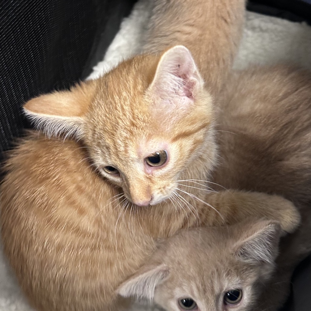 Foxy, an adoptable Domestic Short Hair in Hailey, ID, 83333 | Photo Image 1