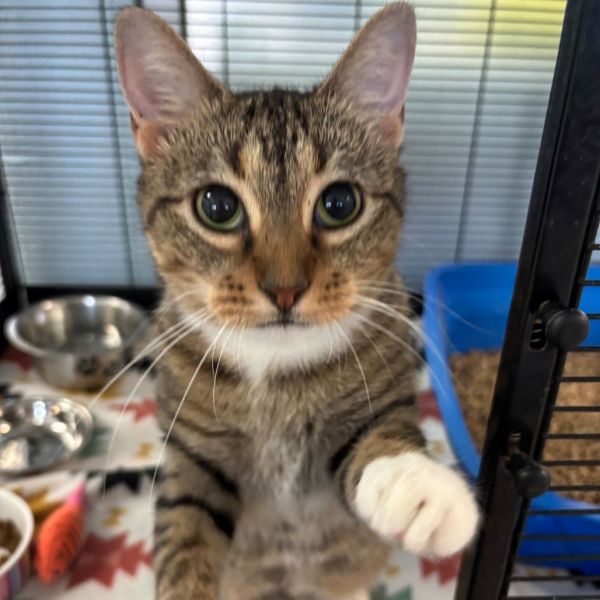 Tuna Melt thumbnail 2