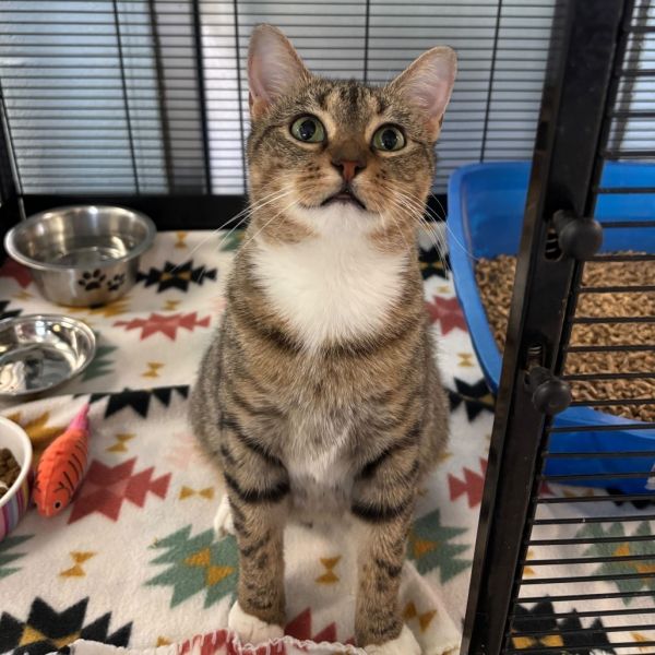 Tuna Melt thumbnail 3