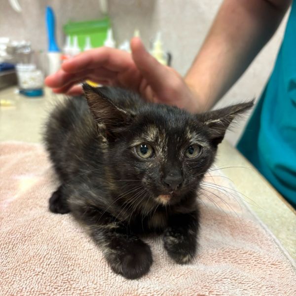 Olive Oil thumbnail 2