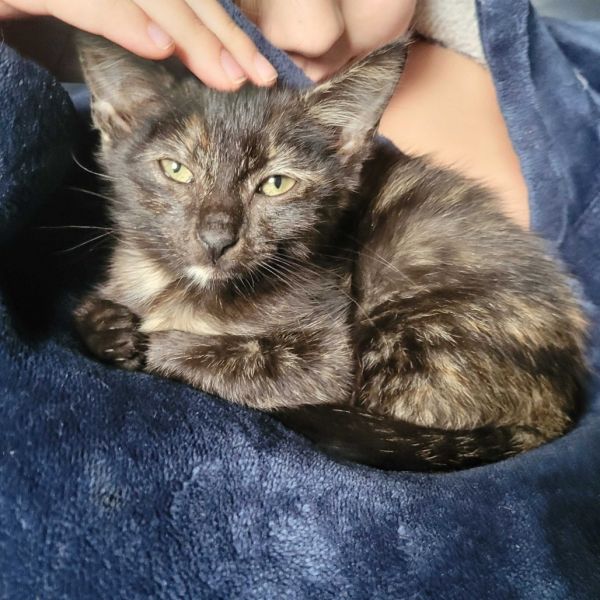 Olive Oil thumbnail 3