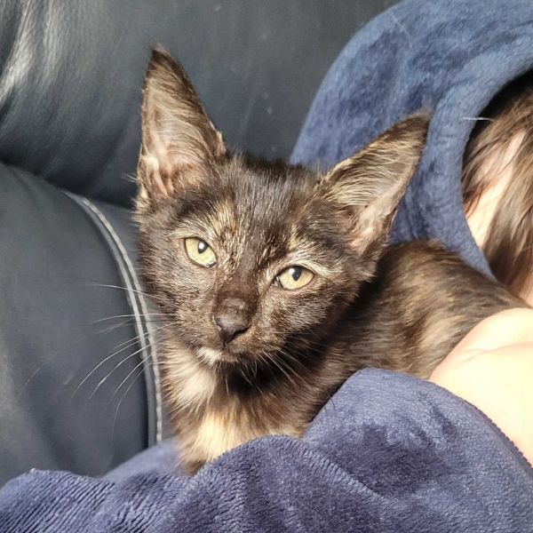 Olive Oil thumbnail 4