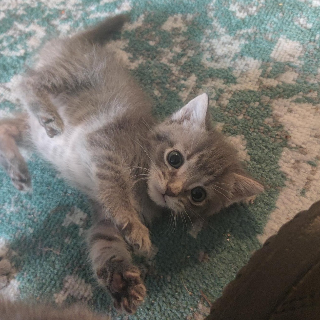 Kiwi
