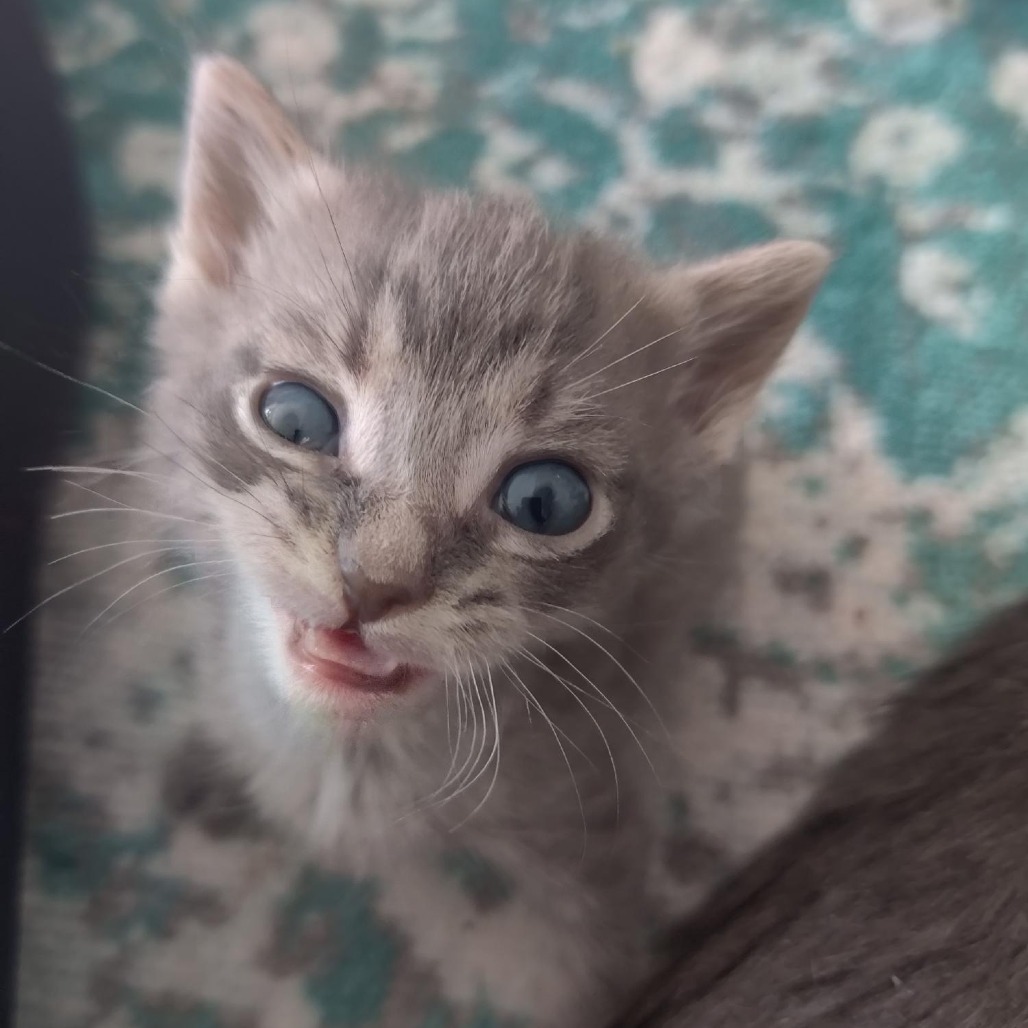Kiwi