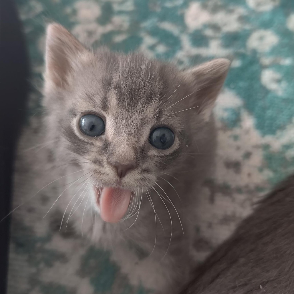 Kiwi