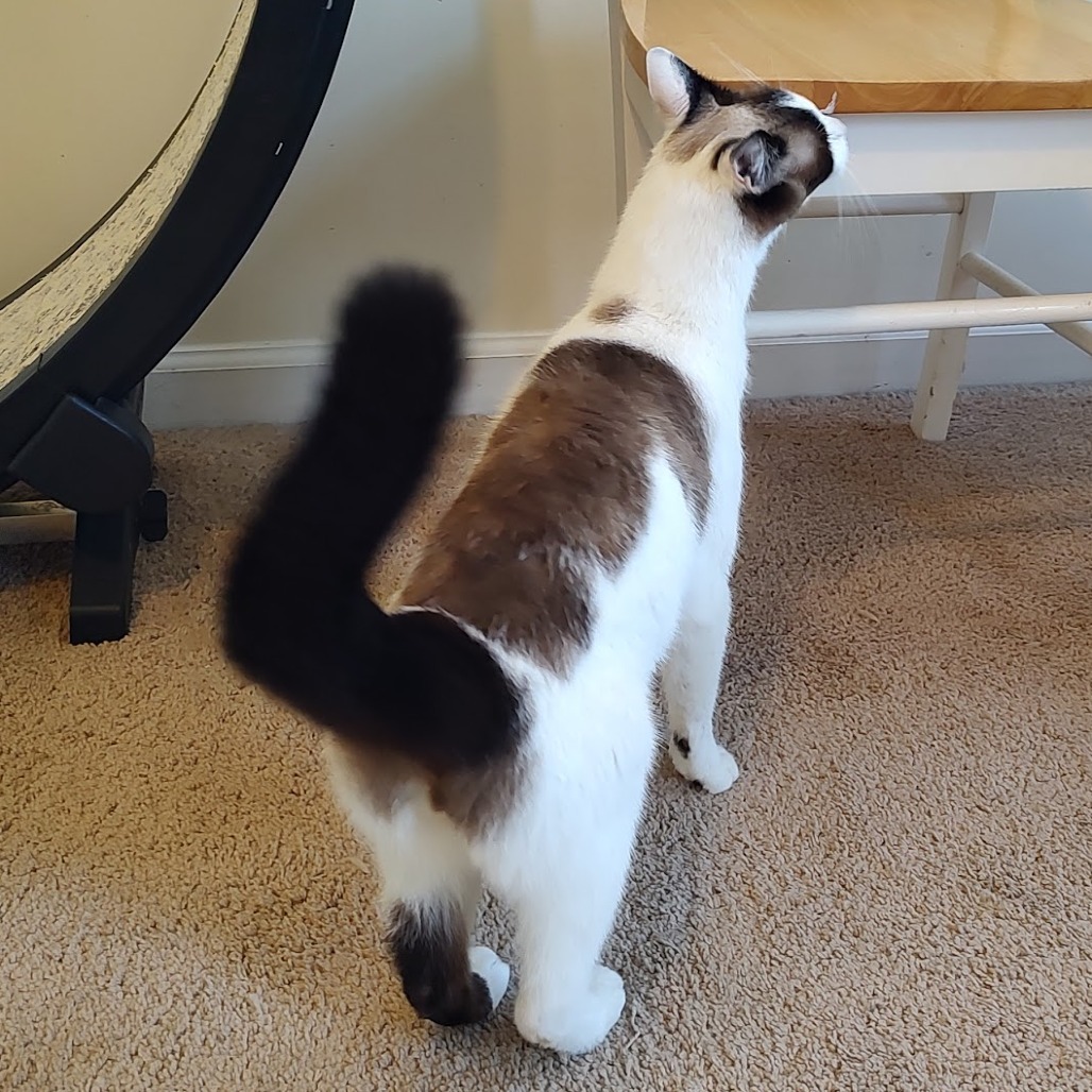 Rob
