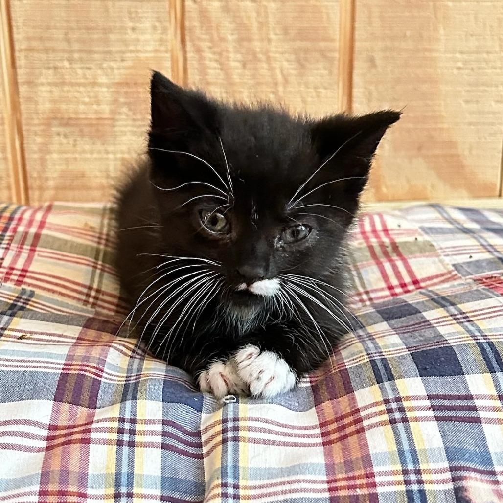 Finnegan