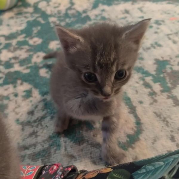 Mango Twist thumbnail 2