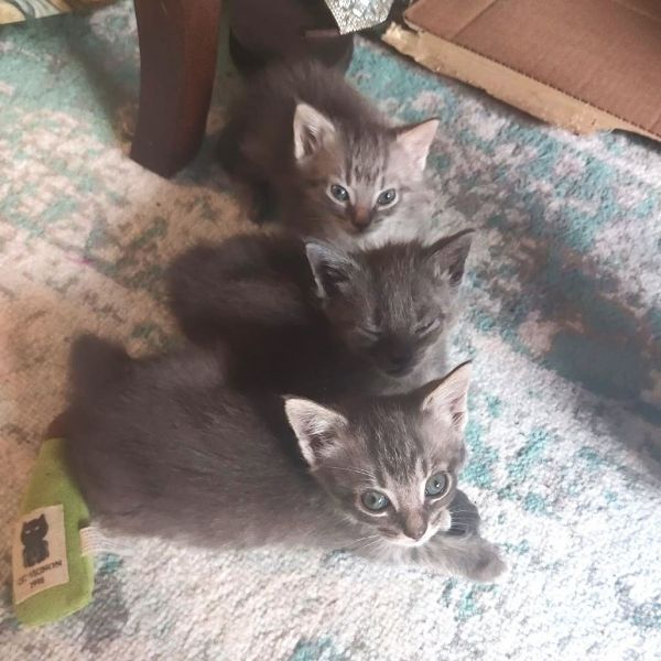 Mango Twist thumbnail 3