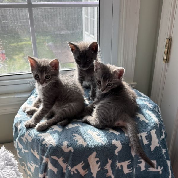 Mango Twist thumbnail 4