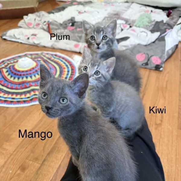 Mango Twist thumbnail 6