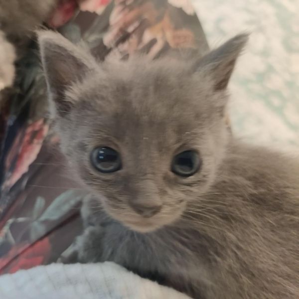 Sugar Plum thumbnail 2