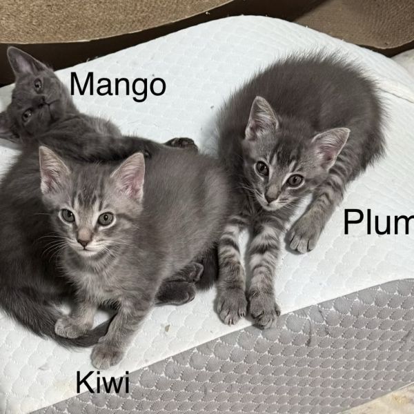 Sugar Plum thumbnail 5