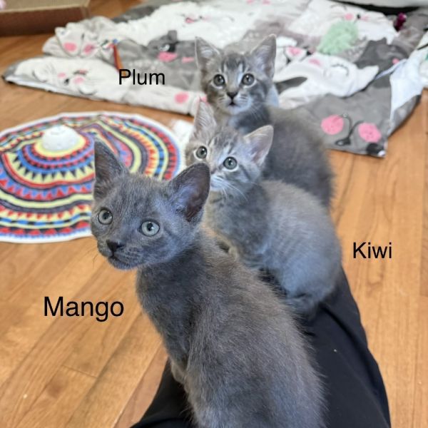 Sugar Plum thumbnail 6