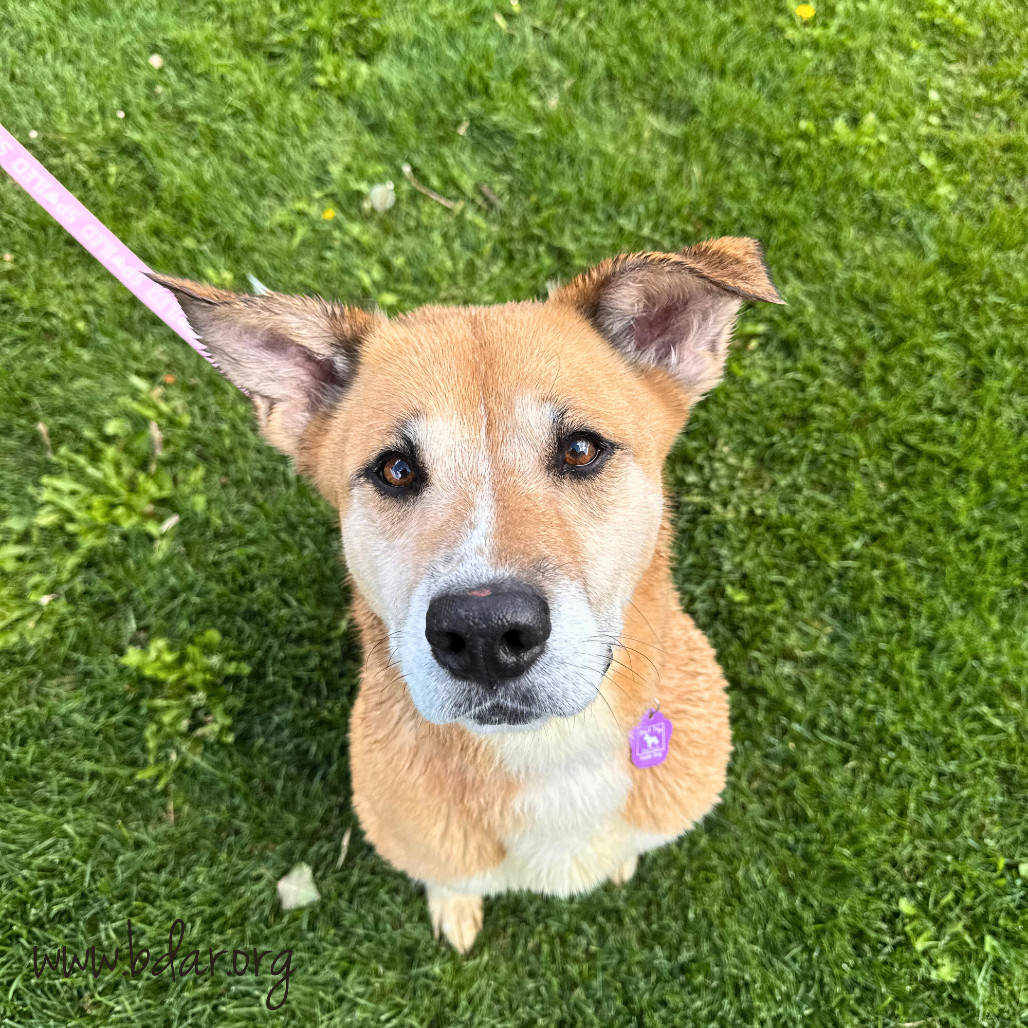 Sassy, an adoptable Shepherd, Mixed Breed in Cheyenne, WY, 82009 | Photo Image 1