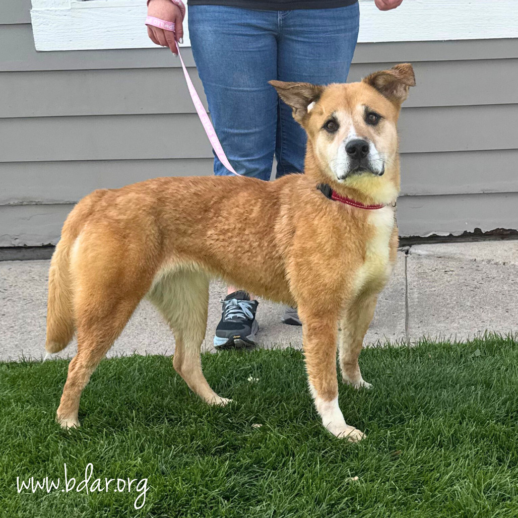 Sassy, an adoptable Shepherd, Mixed Breed in Cheyenne, WY, 82009 | Photo Image 2