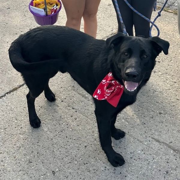 General Lee thumbnail 4