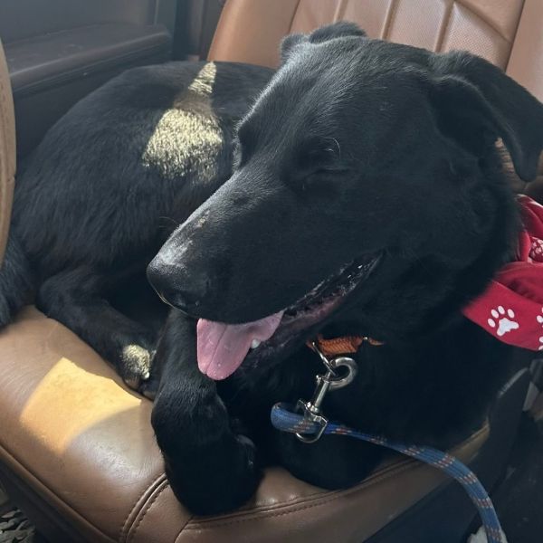 General Lee thumbnail 5