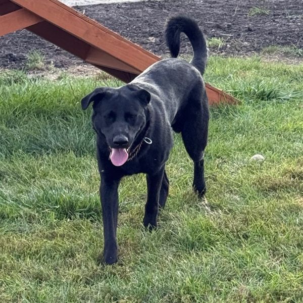 General Lee thumbnail 6