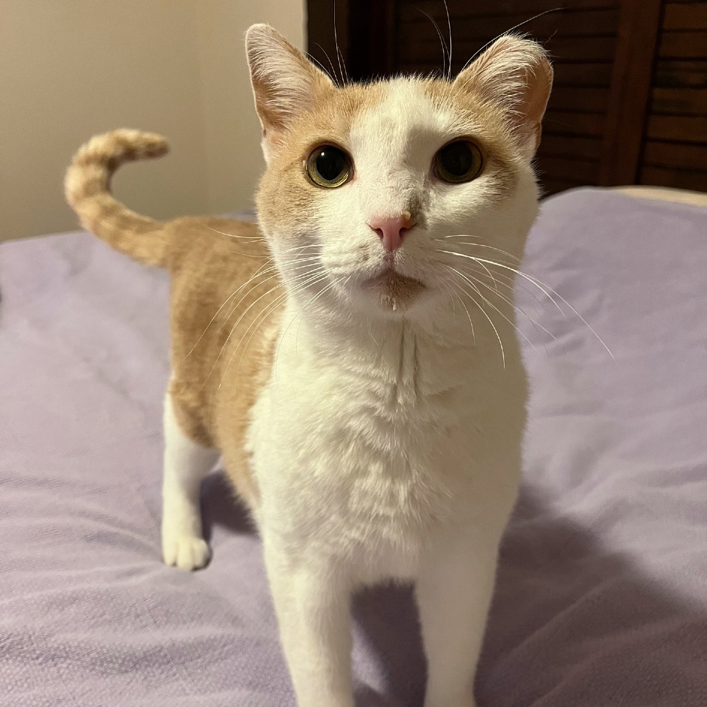Kit