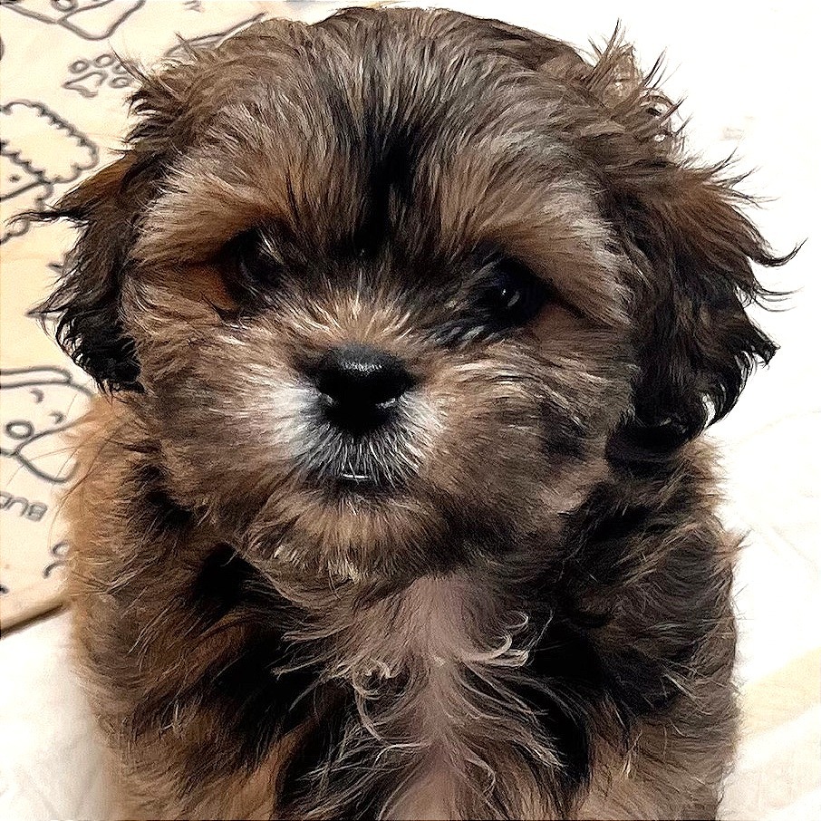 Rosie