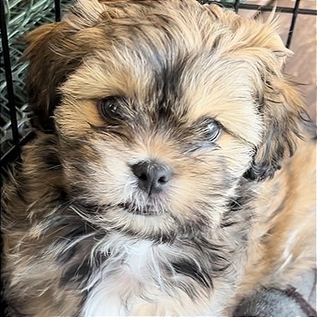 Roxy