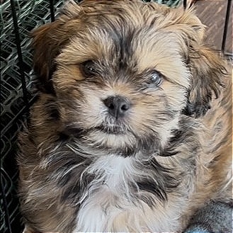 Roxy