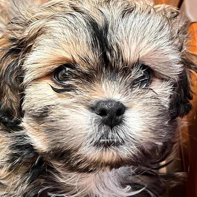 Roxy