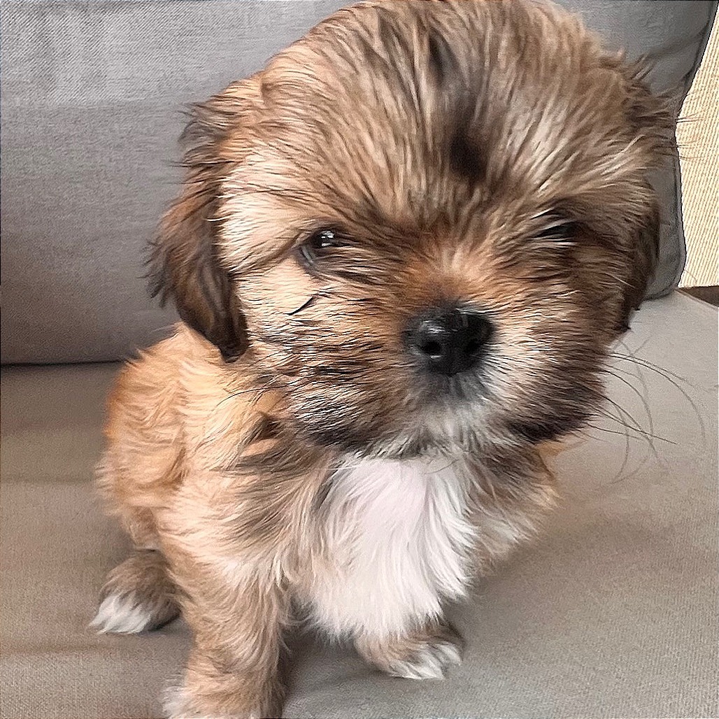 Remi