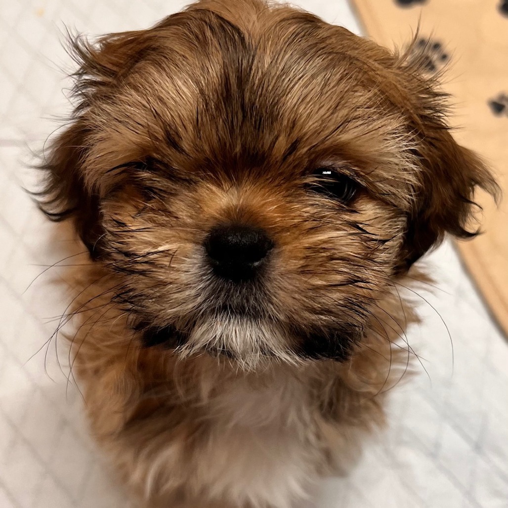 Remi