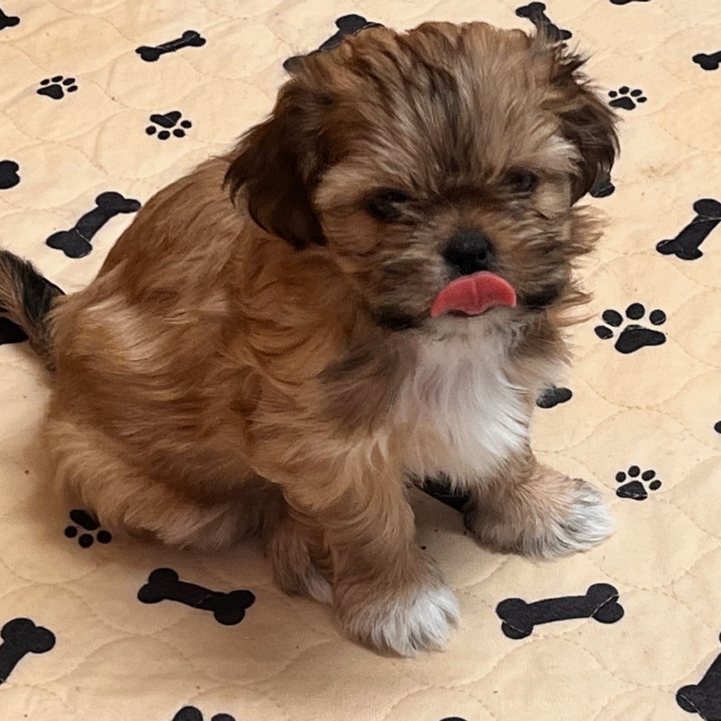 Remi