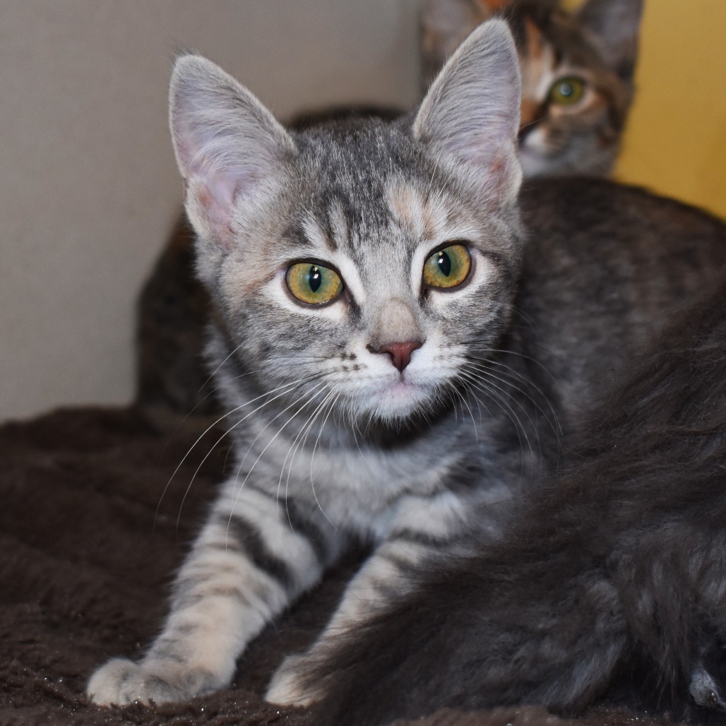 Wendys(25-3K-4), an adoptable Domestic Short Hair in Rifle, CO, 81650 | Photo Image 1