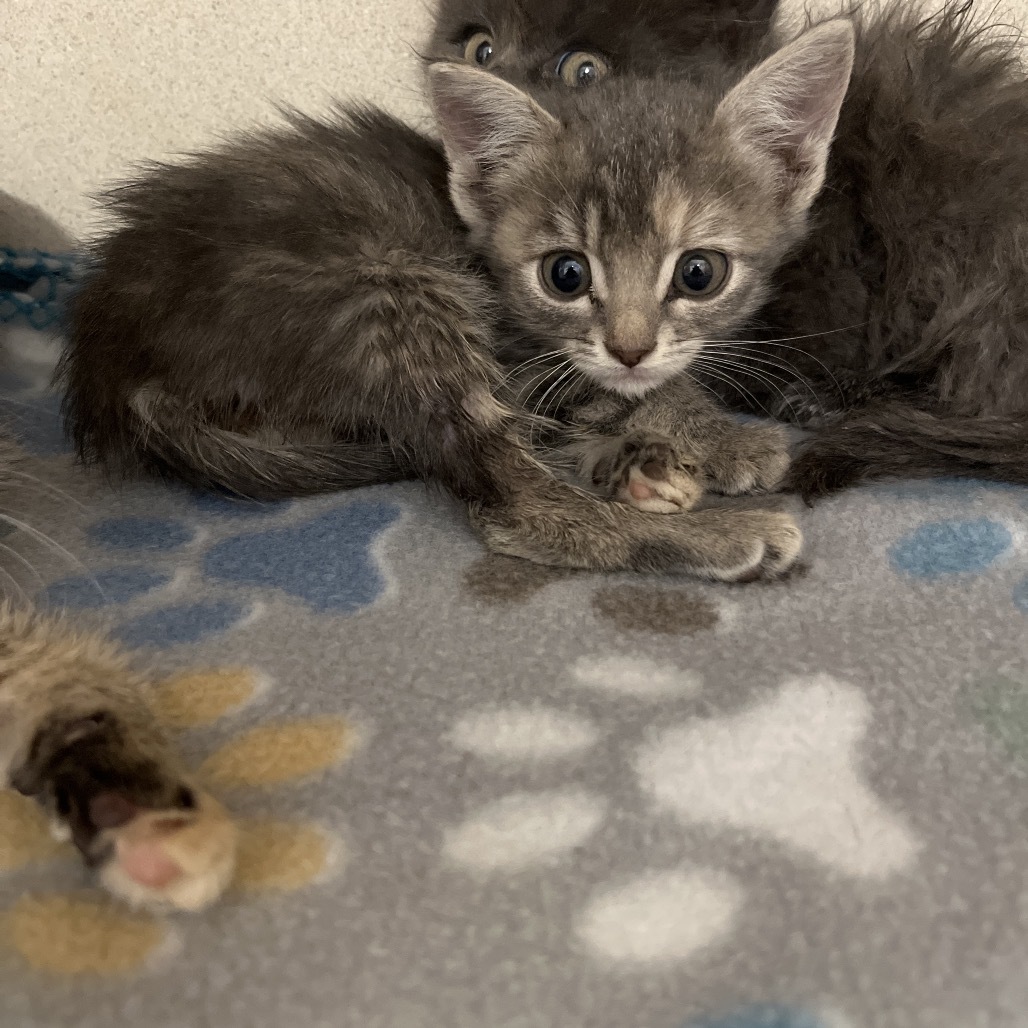 Wendys(25-3K-4), an adoptable Domestic Short Hair in Rifle, CO, 81650 | Photo Image 2