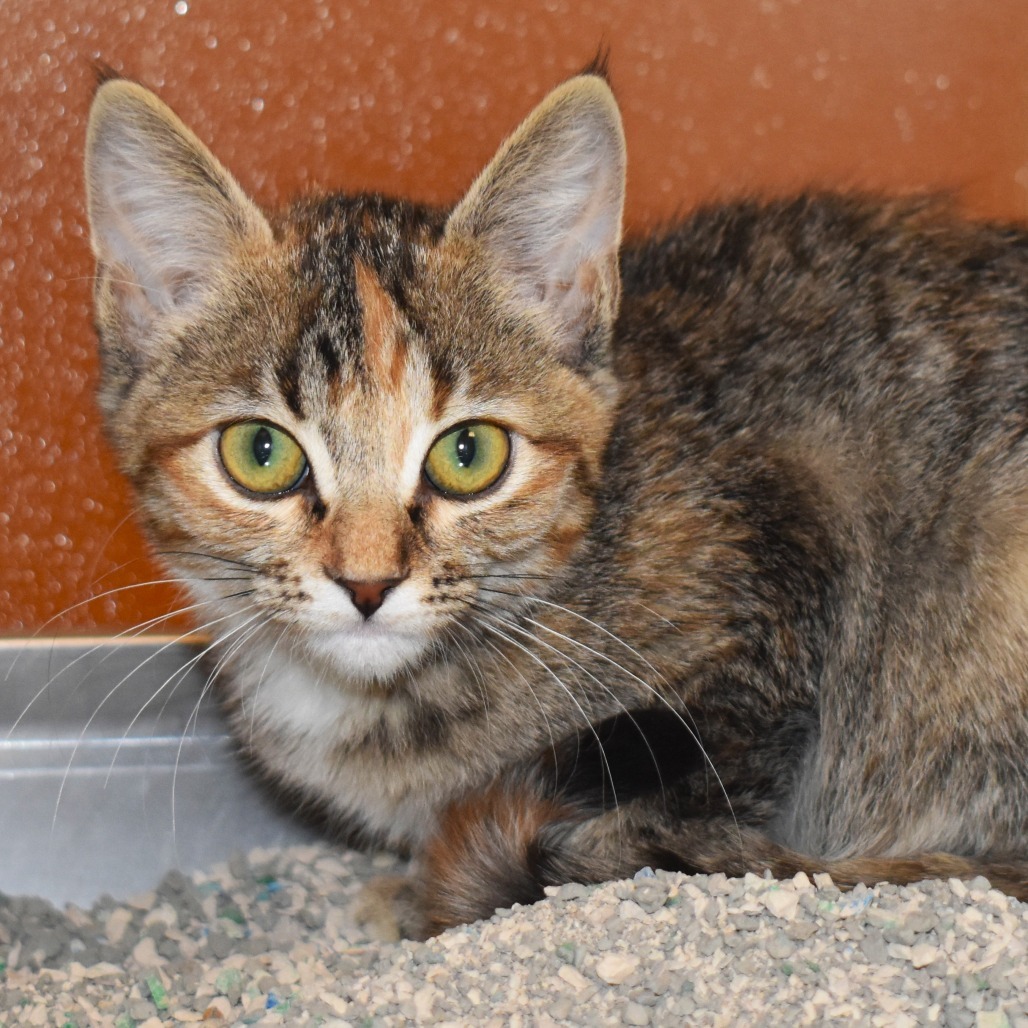 McDonalds (25-3K-2), an adoptable Domestic Short Hair in Rifle, CO, 81650 | Photo Image 1
