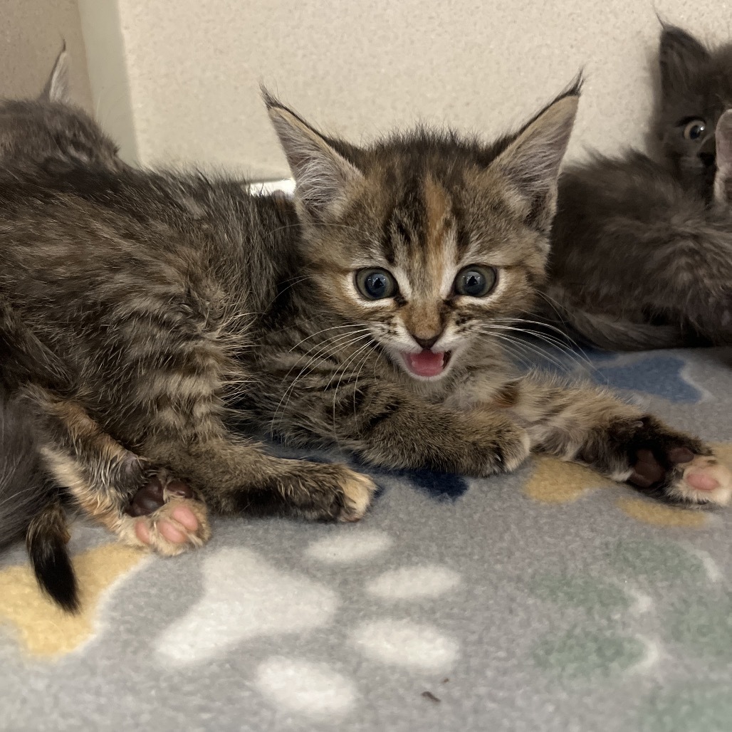 McDonalds (25-3K-2), an adoptable Domestic Short Hair in Rifle, CO, 81650 | Photo Image 2