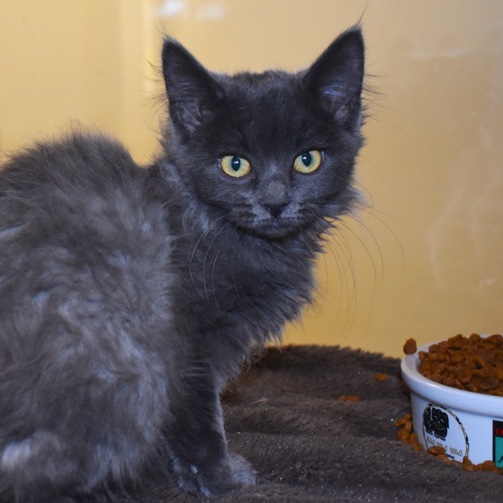 Culvers(25-3k-1), an adoptable Domestic Medium Hair in Rifle, CO, 81650 | Photo Image 1