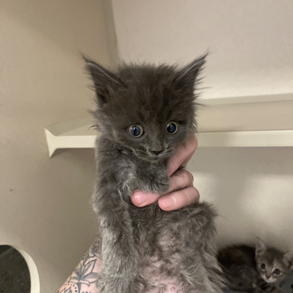 Culvers(25-3k-1), an adoptable Domestic Medium Hair in Rifle, CO, 81650 | Photo Image 2