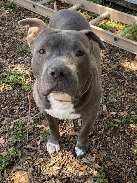 Koda - Training Camp