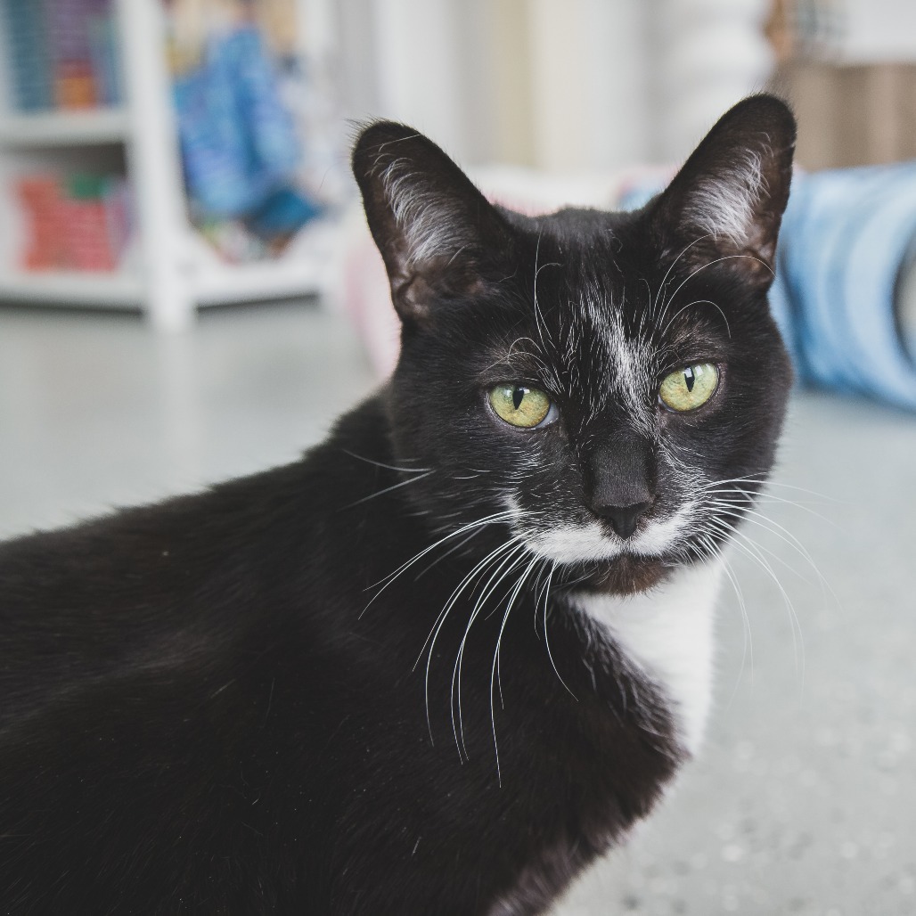 Bernie (Holland Cat Cove)