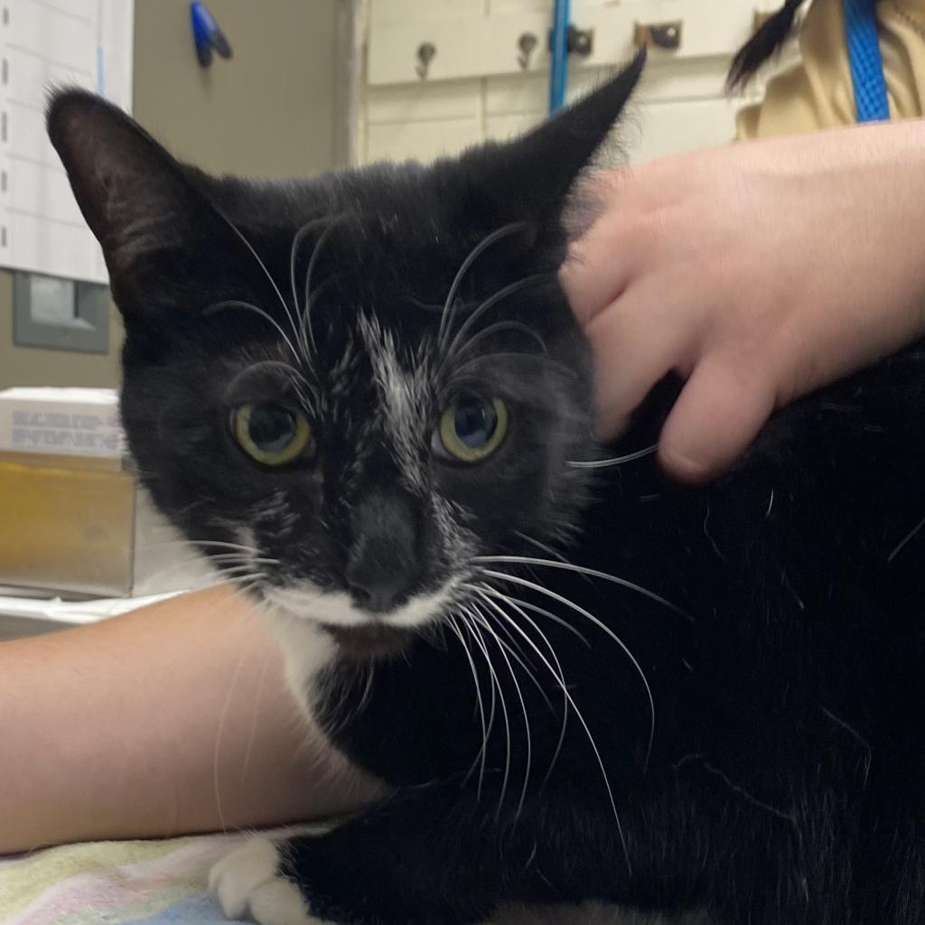 Bernie (Holland Cat Cove)