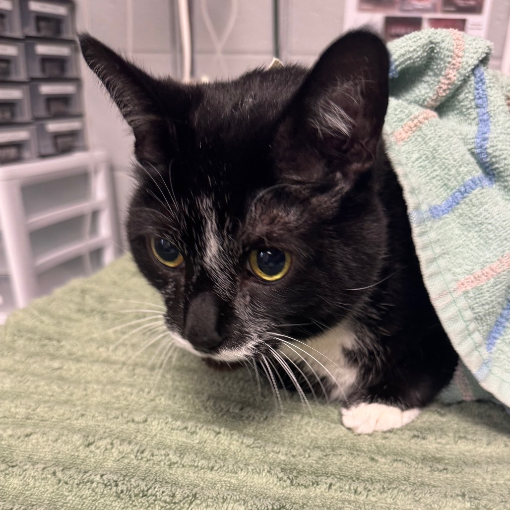 Bernie (Holland Cat Cove)